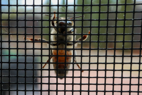 Impressionen Insektenschutz